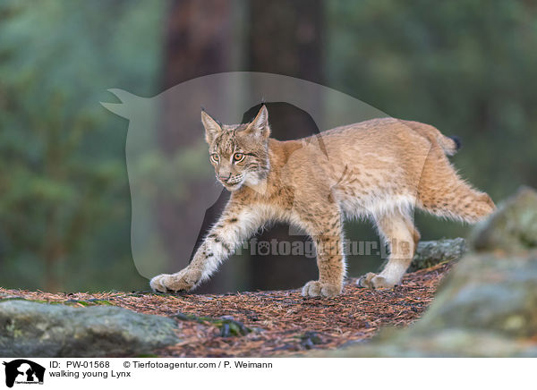 walking young Lynx / PW-01568