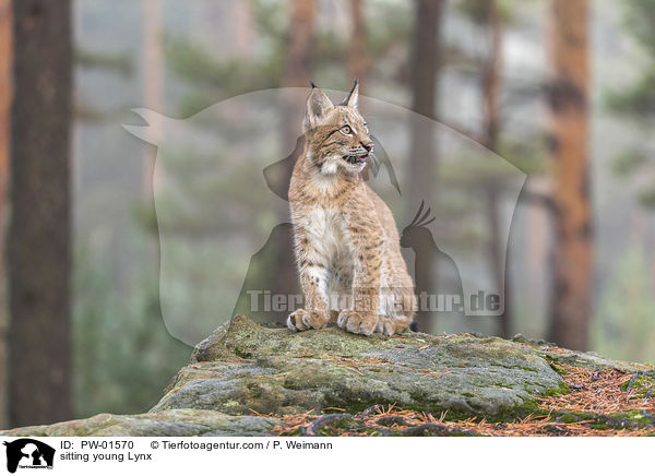 sitting young Lynx / PW-01570