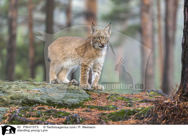 standing young Lynx / PW-01573