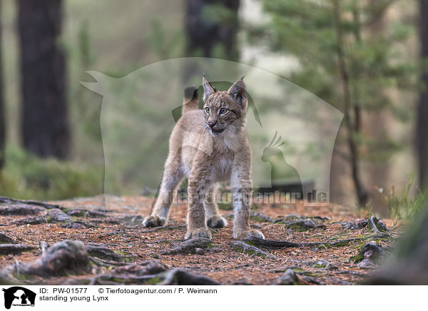 standing young Lynx / PW-01577