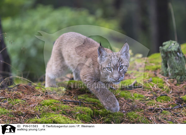 walking young Lynx / PW-01583