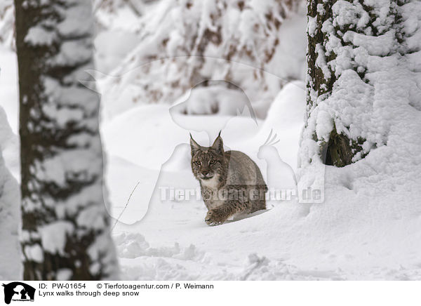 Luchs luft duch Tiefschnee / Lynx walks through deep snow / PW-01654