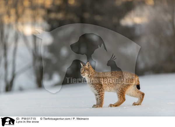 Lynx in the snow / PW-01715