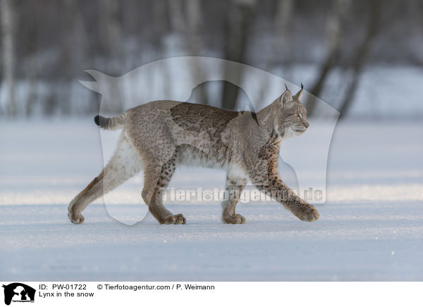 Lynx in the snow / PW-01722