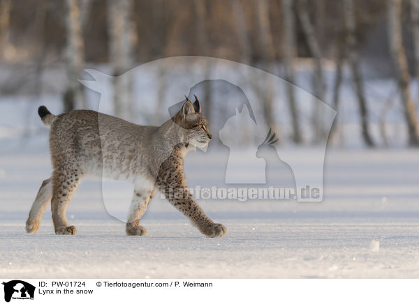 Lynx in the snow / PW-01724