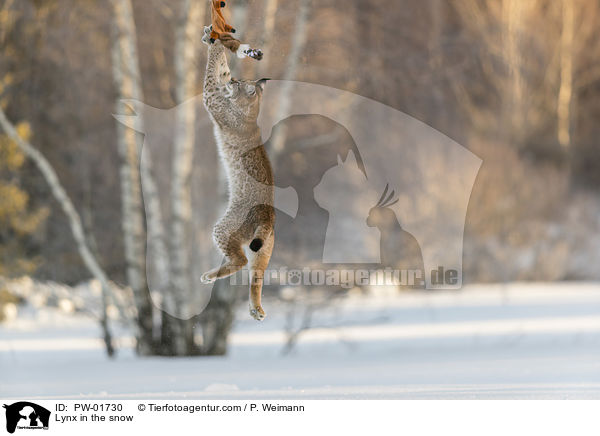 Luchs im Schnee / Lynx in the snow / PW-01730