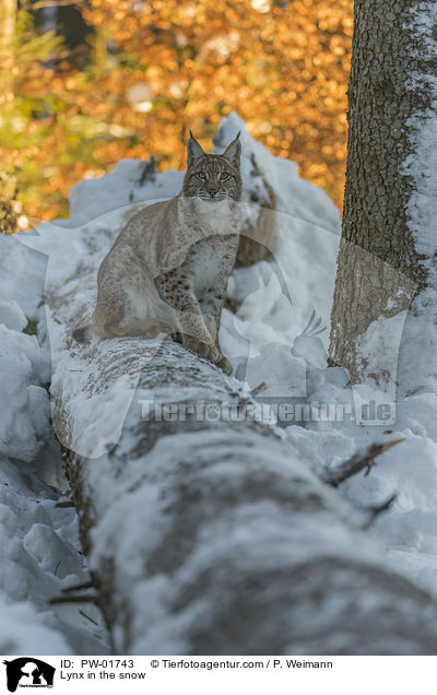Lynx in the snow / PW-01743