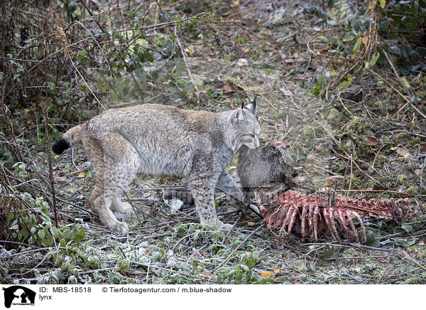 lynx / MBS-18518