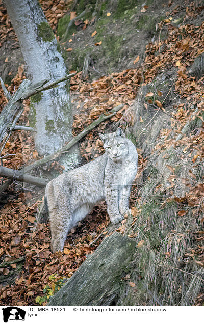 lynx / MBS-18521