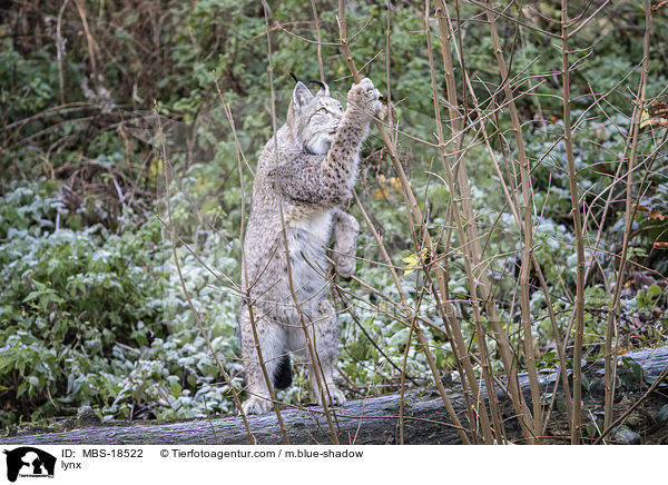 lynx / MBS-18522