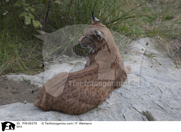 lynx / PW-06379