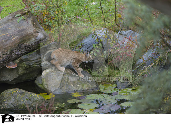 junger Luchs / young lynx / PW-06389