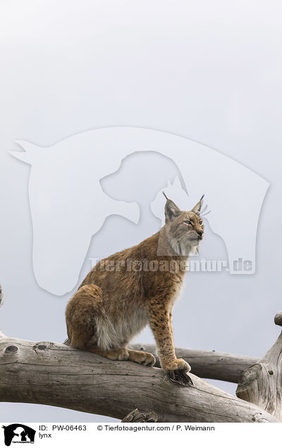 lynx / PW-06463