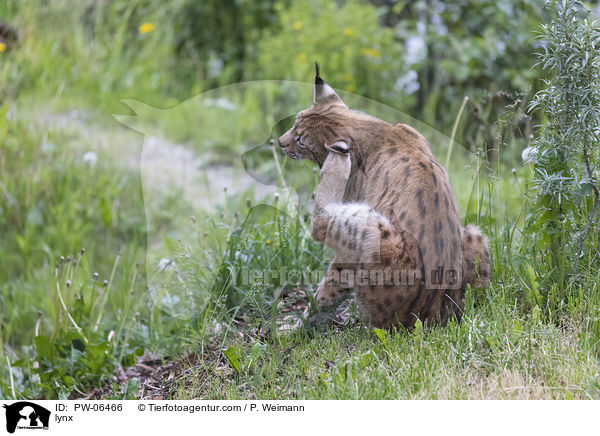 Luchs / lynx / PW-06466