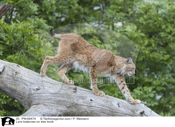 Lynx balances on tree trunk / PW-06474