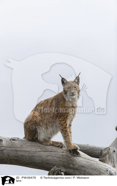 lynx / PW-06476