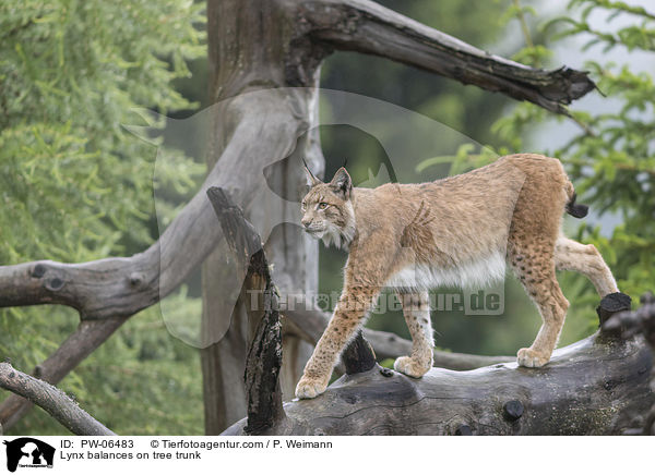Luchs balanciert auf Baumstamm / Lynx balances on tree trunk / PW-06483