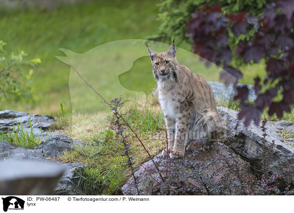 lynx / PW-06487
