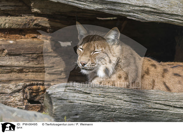 lynx / PW-06495