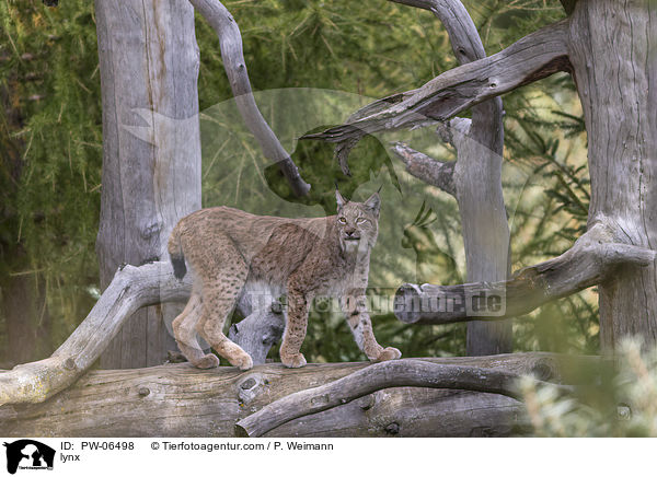 lynx / PW-06498