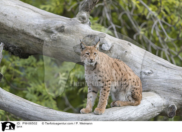 lynx / PW-06502