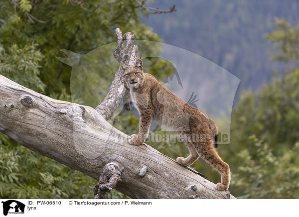 lynx / PW-06510