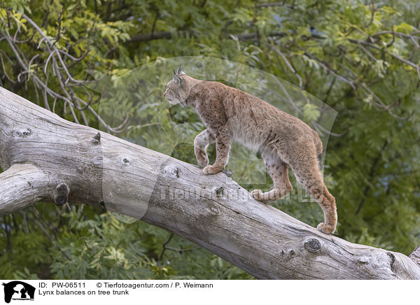 Lynx balances on tree trunk / PW-06511