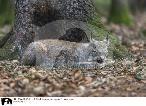young lynx / PW-06514