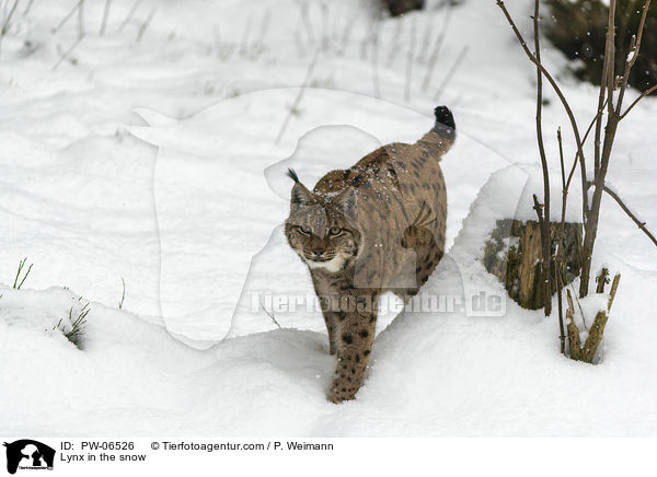 Lynx in the snow / PW-06526