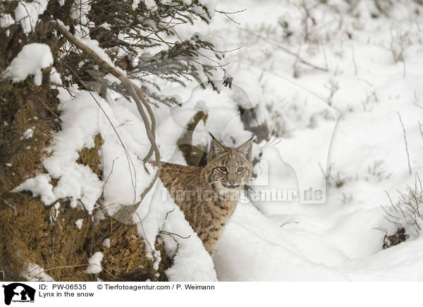 Lynx in the snow / PW-06535