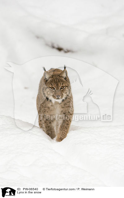 Lynx in the snow / PW-06540