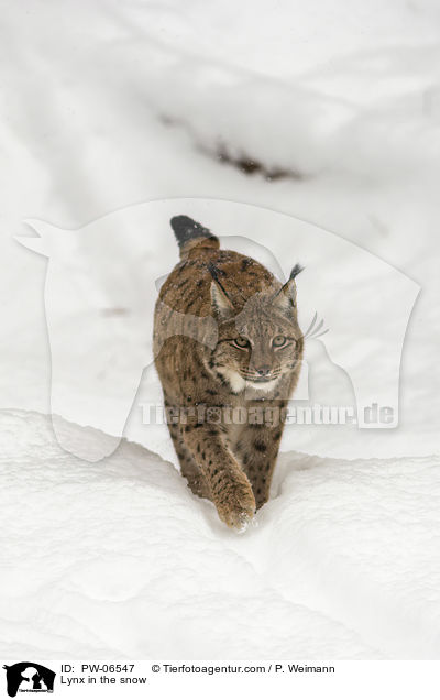 Lynx in the snow / PW-06547