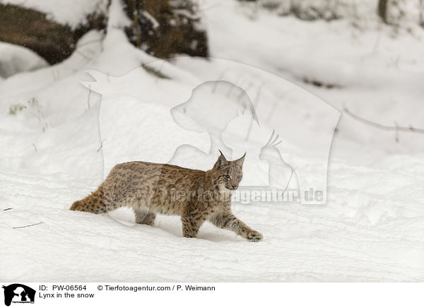 Lynx in the snow / PW-06564