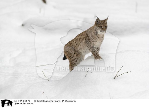 Lynx in the snow / PW-06570