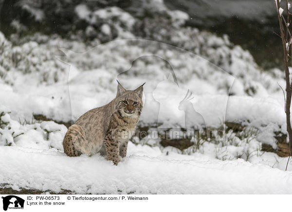 Lynx in the snow / PW-06573