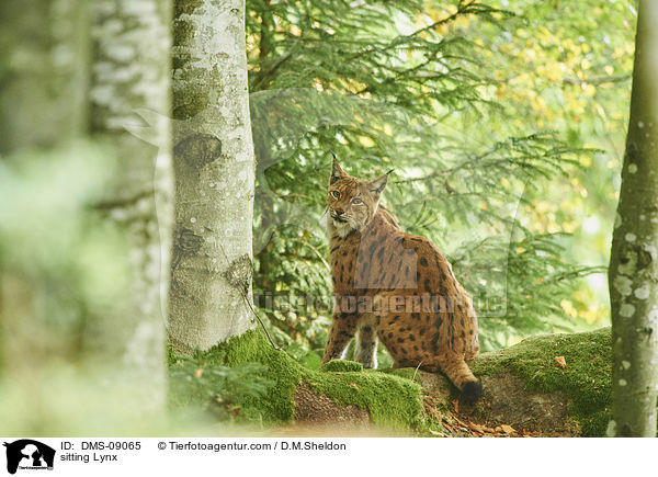 sitzender Luchs / sitting Lynx / DMS-09065