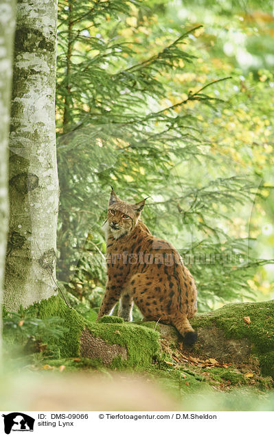 sitzender Luchs / sitting Lynx / DMS-09066