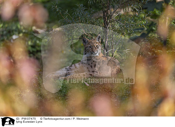 liegender Eurasischer Luchs / lying Eurasian Lynx / PW-07475