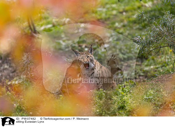 sitzender Eurasischer Luchs / sitting Eurasian Lynx / PW-07482