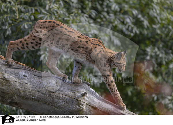 walking Eurasian Lynx / PW-07491