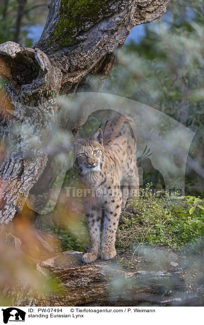stehender Eurasischer Luchs / standing Eurasian Lynx / PW-07494
