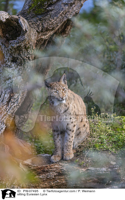 sitting Eurasian Lynx / PW-07495