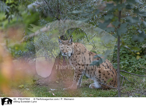 sitzender Eurasischer Luchs / sitting Eurasian Lynx / PW-07502