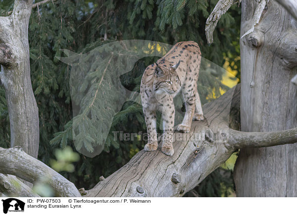 standing Eurasian Lynx / PW-07503