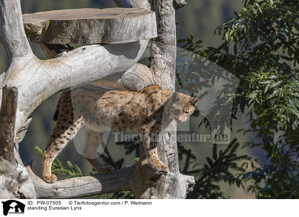 standing Eurasian Lynx / PW-07505