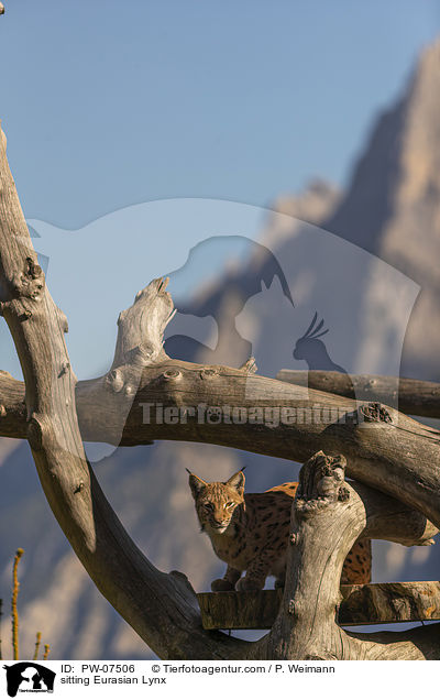 sitting Eurasian Lynx / PW-07506