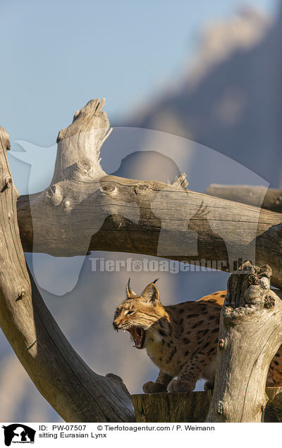 sitzender Eurasischer Luchs / sitting Eurasian Lynx / PW-07507