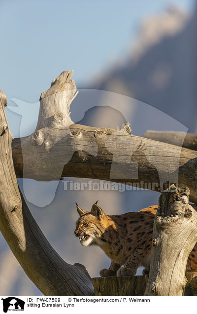 sitzender Eurasischer Luchs / sitting Eurasian Lynx / PW-07509