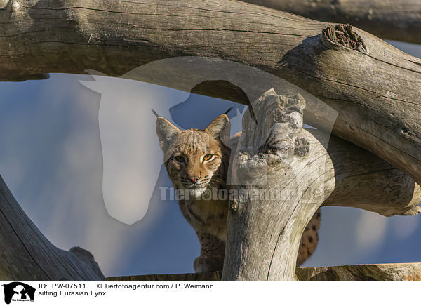 sitzender Eurasischer Luchs / sitting Eurasian Lynx / PW-07511