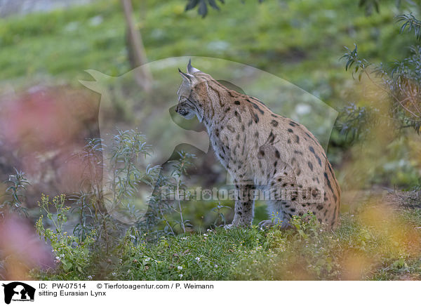 sitting Eurasian Lynx / PW-07514